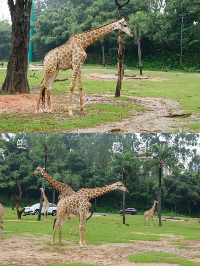 廣州長隆野生動物園