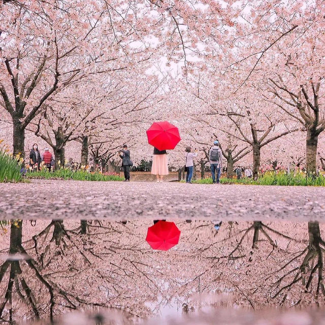 Cherry Iconic Japanese Japanese locations 🌸