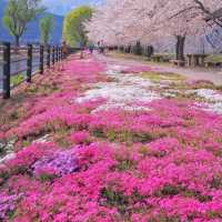 Cherry Iconic Japanese Japanese locations 🌸