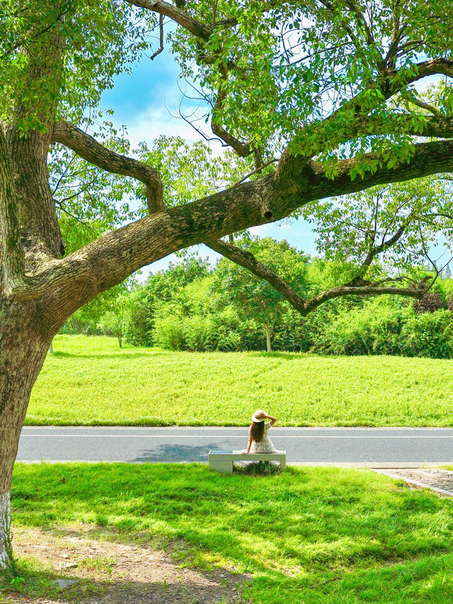 Spare West Lake, Liangzhu is the ceiling of Hangzhou's autumnal citywalk!