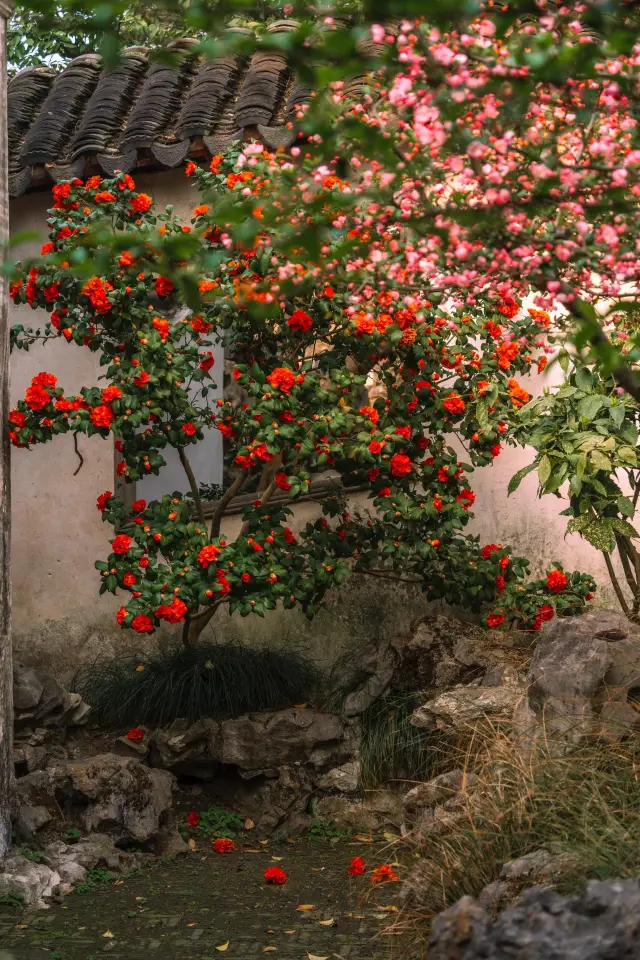 I won't be squeezing into Liu Garden anymore, as the camellia and begonia window views of Ou Garden have gone online