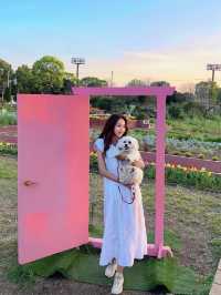 東京帶小狗避開人群的小眾賞櫻公園|||