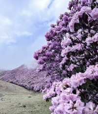 涼山的索瑪花【高山杜鵑】開了！