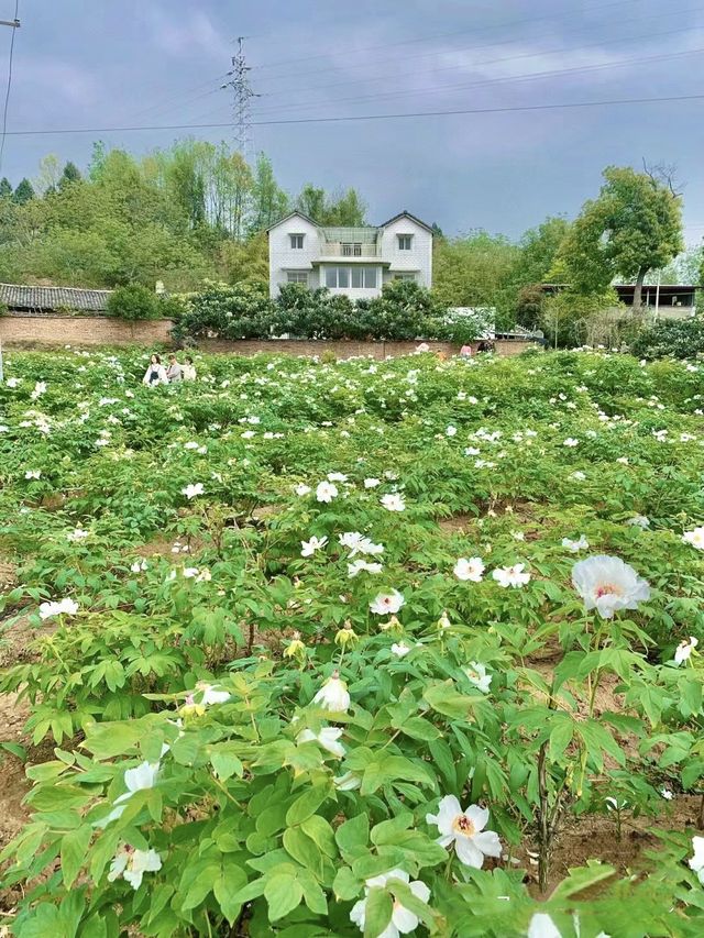 不出遠門過五一，賞花露營遛娃寶藏地