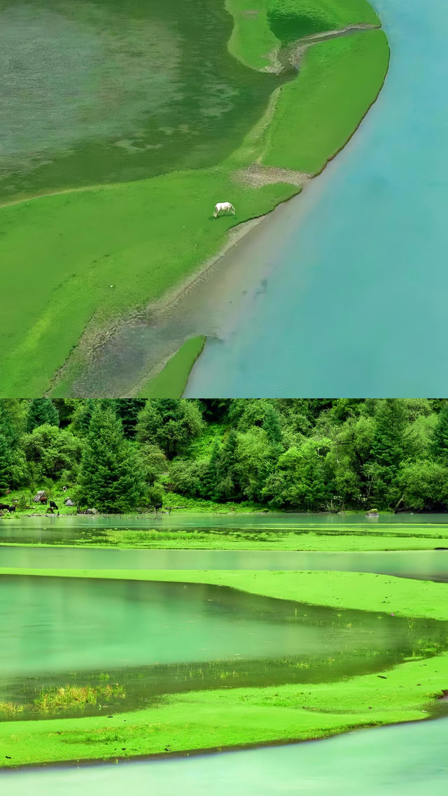 寶藍色的湖水，成群的牛羊，安靜的溪流，月亮湖你確定不來嗎？