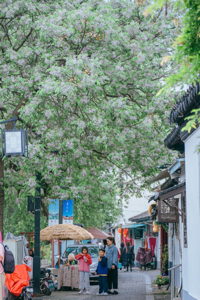 苦楝花開時，我在平江路與春天告別