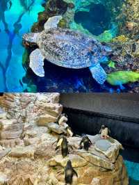 波士頓新英格蘭水族館體驗
