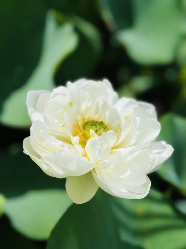 夏日裡，荷花盛開，仿彿是大自然的一幅絕美畫卷