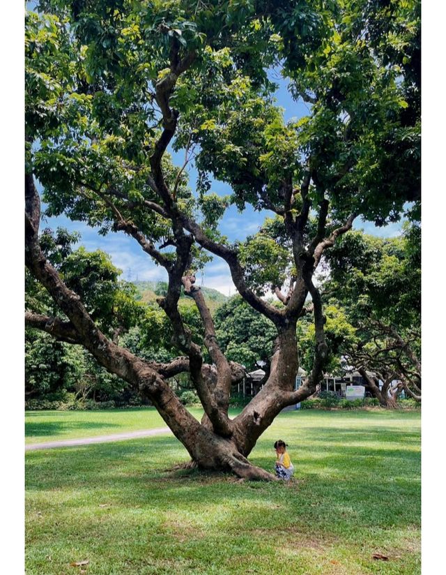 隱藏在福田的小眾公園大樹張力十足可搭帳篷