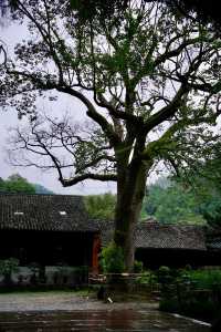 微雨天遊覽國清寺,以下是一些小貼士。