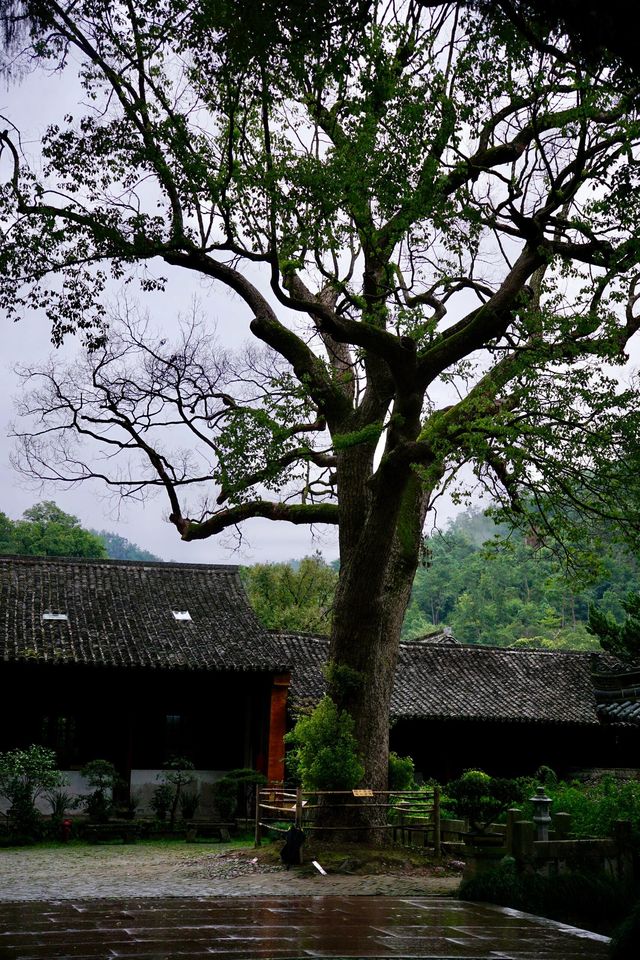 微雨天遊覽國清寺,以下是一些小貼士。