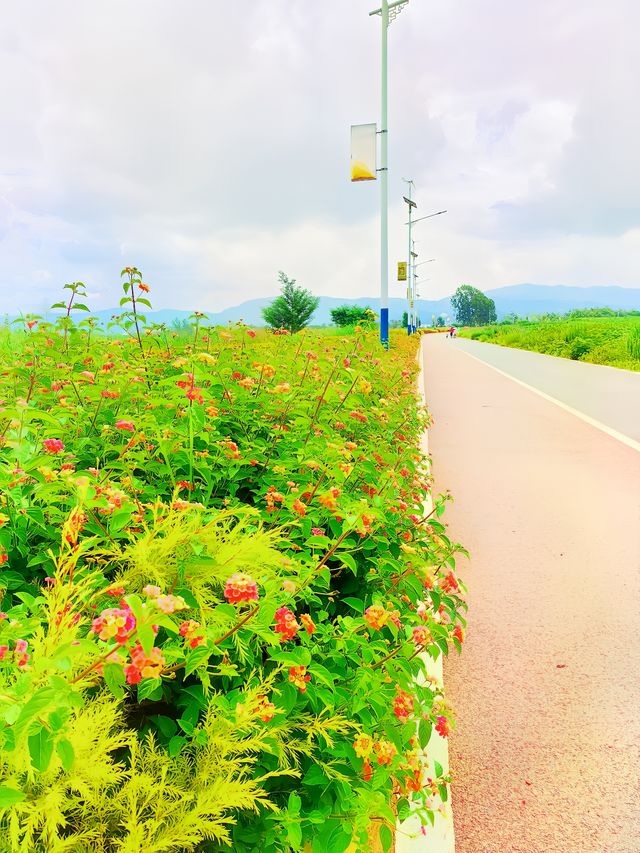 玉溪避暑中：杞麓湖。