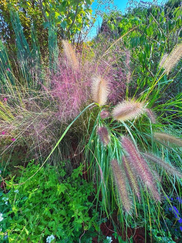 煙台寶媽的遛娃好去處，現實版莫奈花園。