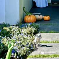Spooky Halloween center of Willow Glen neighbourhood