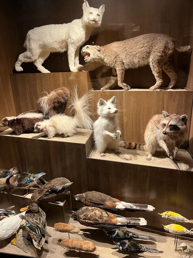 休斯頓博物館區之旅指南！。