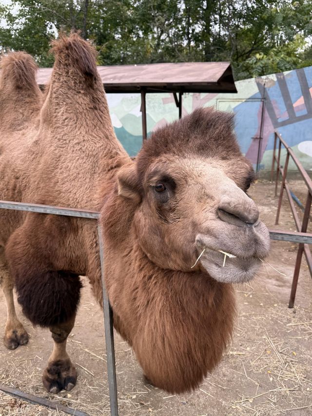 鞍山動物園｜萌動鋼城，動物奇幻樂園大冒險！。