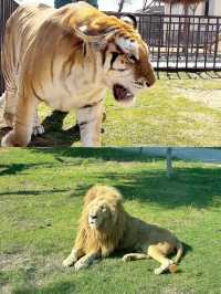 迪拜野生動物園打卡（附詳細攻略）。