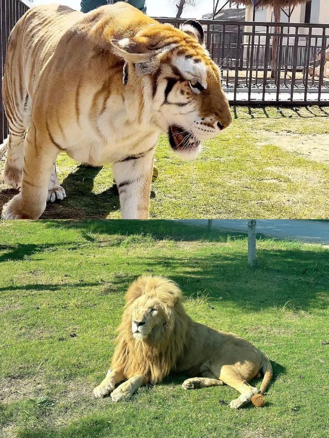 迪拜野生動物園打卡（附詳細攻略）。