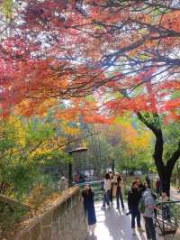 一棵樹帶火了一個公園——西安紡織公園。