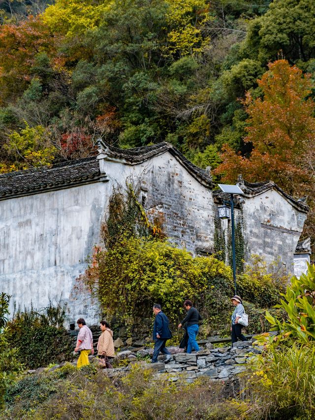 為了這兩棵樹，我開車來到了安徽石台。