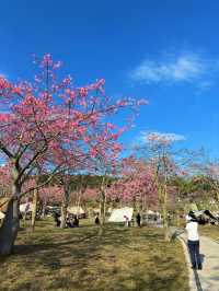 廣州賞花好去處｜花都開好了。