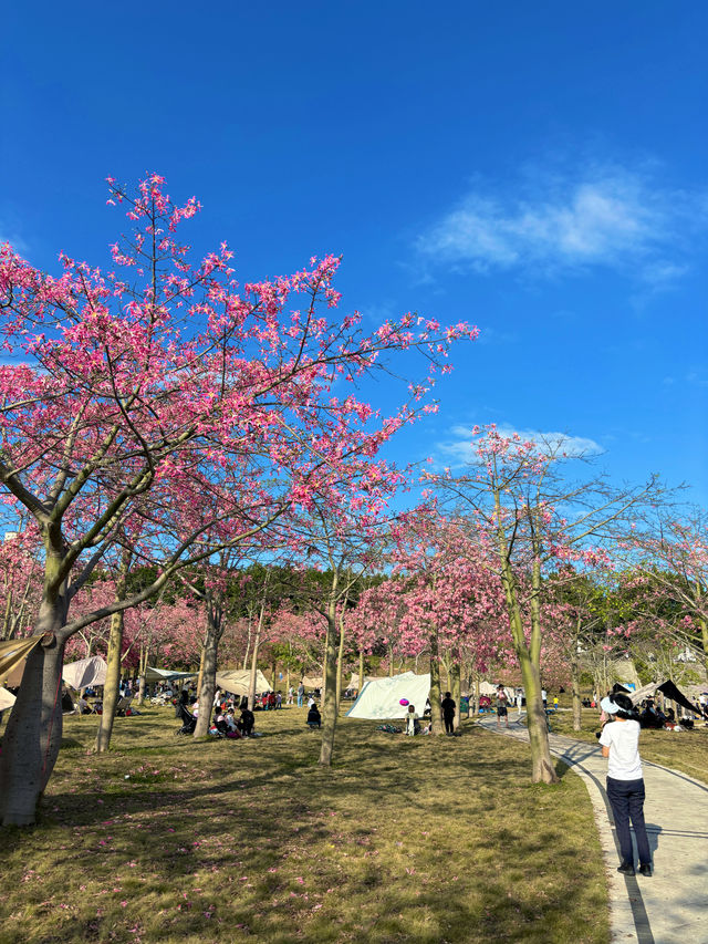 廣州賞花好去處｜花都開好了。