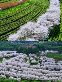 邂逅花開滿園，鳳凰溝等你來遊。