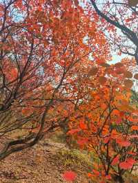 濟南紅葉谷：秋意盎然的視覺盛宴