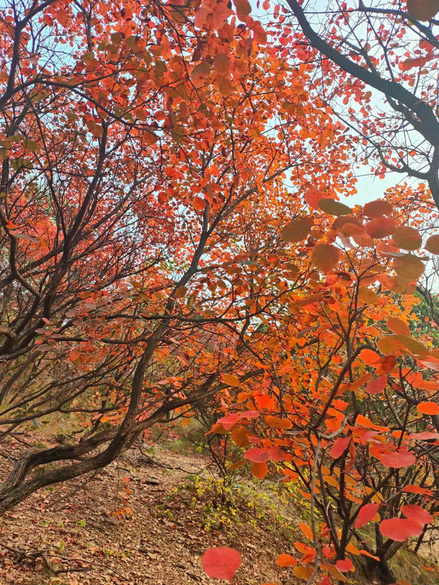 濟南紅葉谷：秋意盎然的視覺盛宴