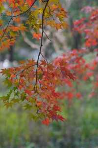 魔都覓秋|去秋霞圃感受秋色紅楓天花板