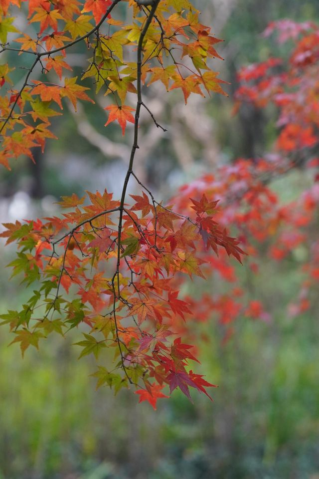 魔都覓秋|去秋霞圃感受秋色紅楓天花板