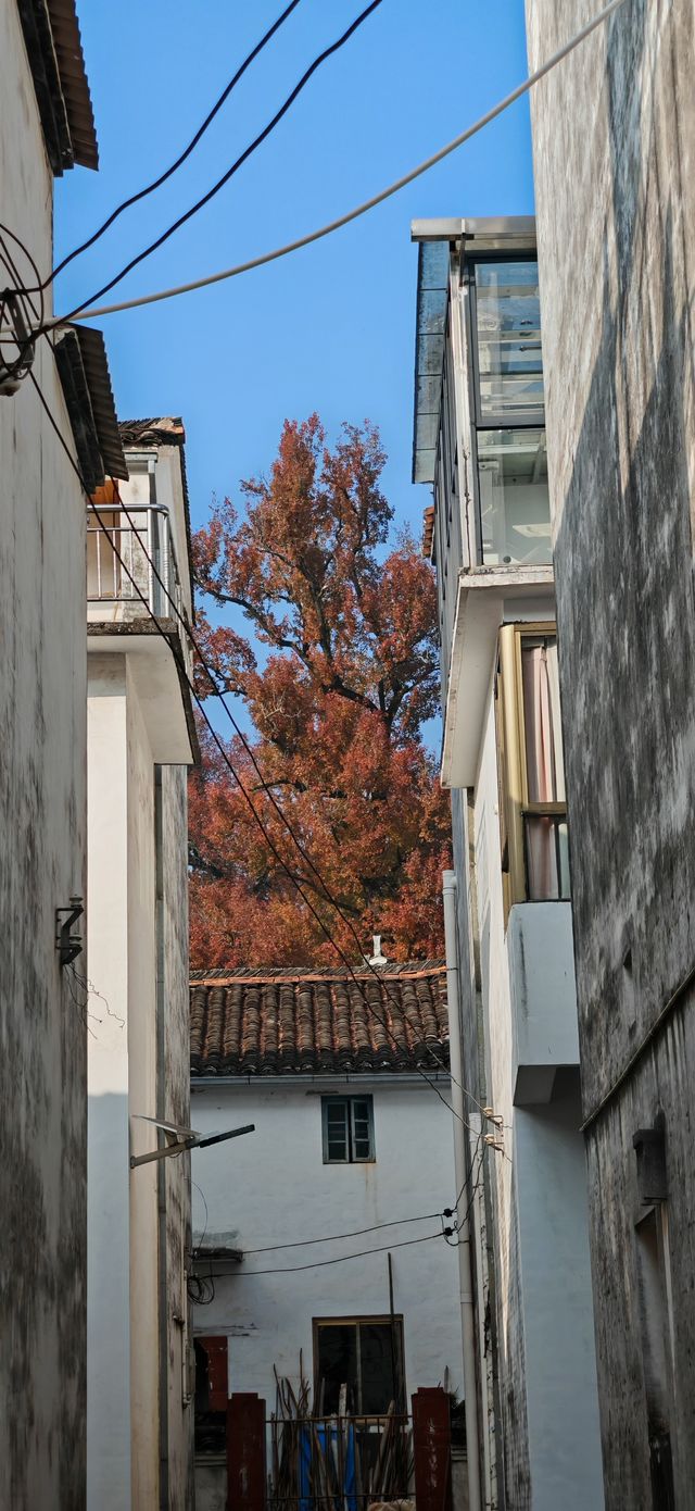 婺源石城紅葉景區——冬日裡最後的那抹紅