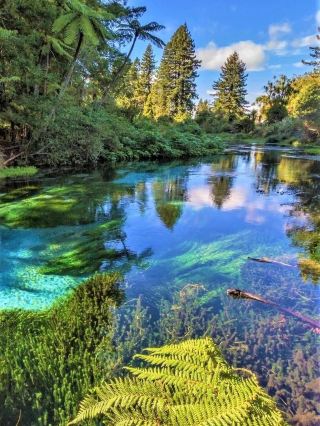 A bubbling paradise in New Zealand's North Island | Hamurana Springs, Rotorua
