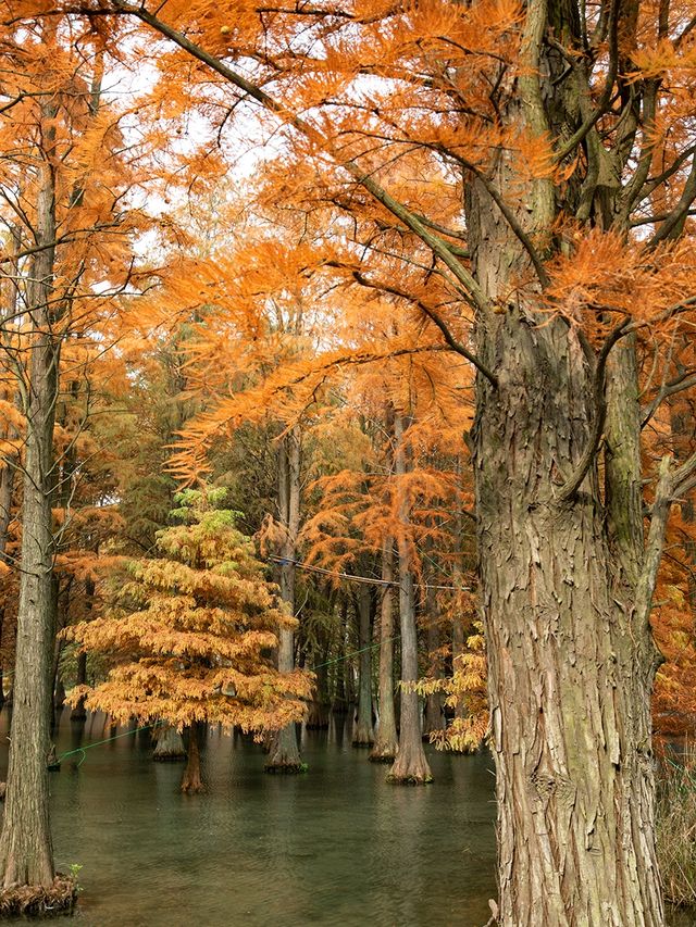 青西郊野公園