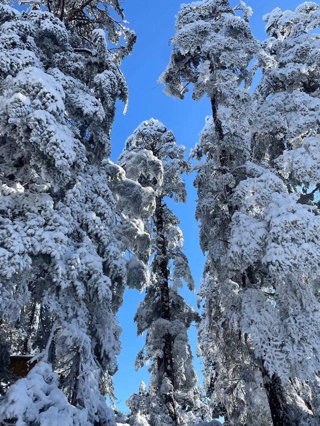 瓦屋山大雪直播！88元的直通車真的不勸退。