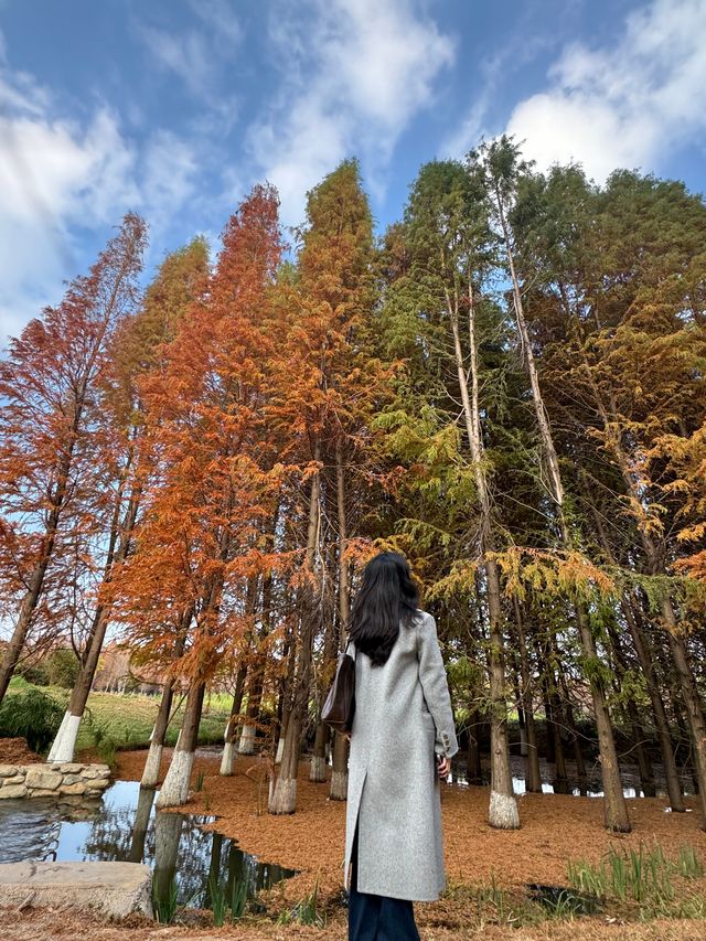 昆明海洪濕地公園——落羽紅杉