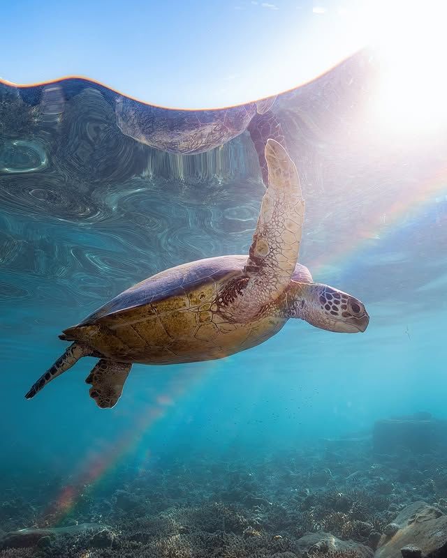 "龜灣：海龜故鄉的靜謐海濱之旅" 