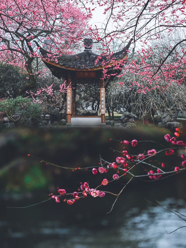 靈峰探梅杭州賞梅天花板即將上線