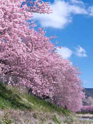 2026 Recommended Cherry blossom viewing in Izunokuni (Updated