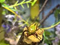 Exploring the Unique Experience at London Zoo