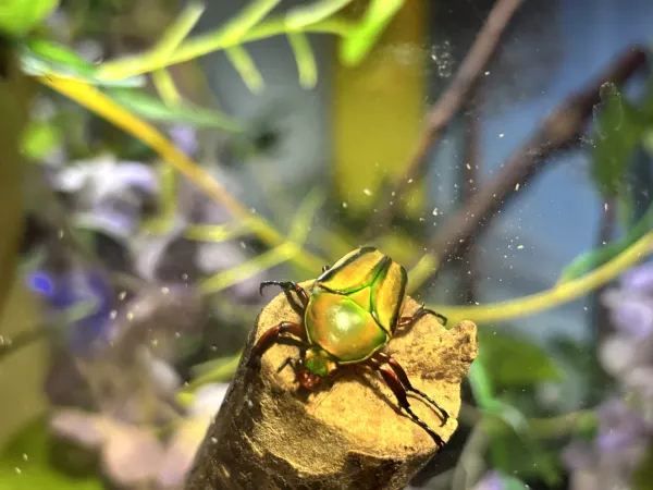 Exploring the Unique Experience at London Zoo