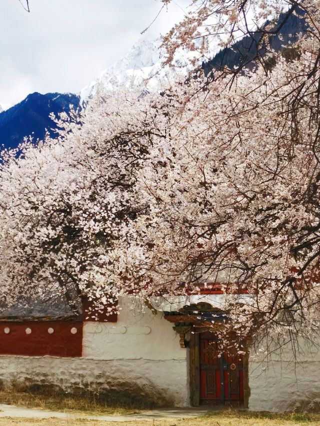 林芝桃花：雪域高原上的粉色浪漫
