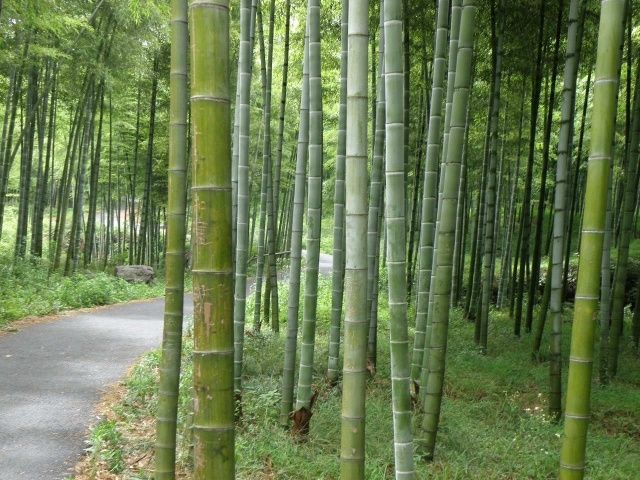 走進安吉