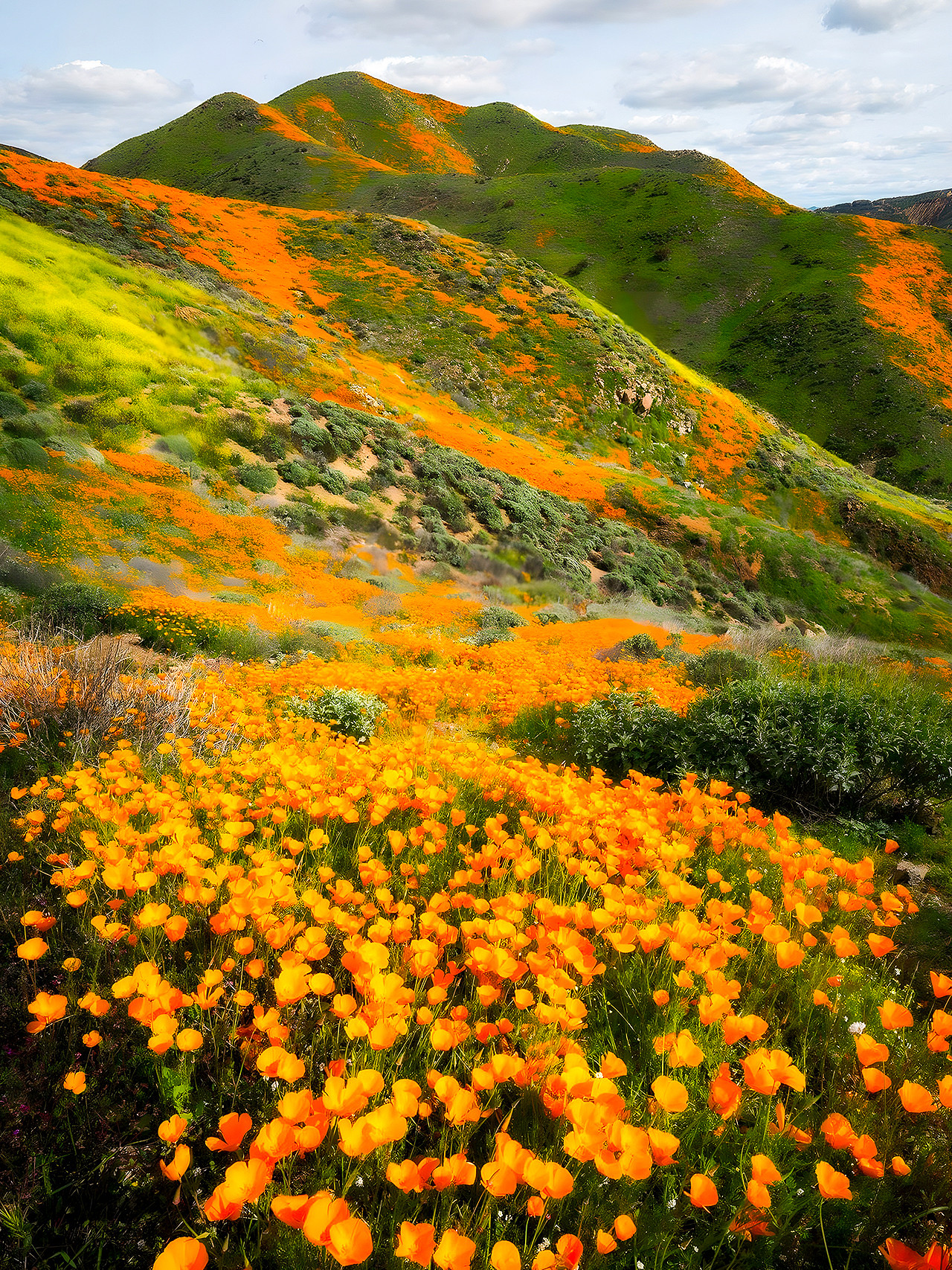Explore the Dreamy Flower Fields of California This Spring | Trip 