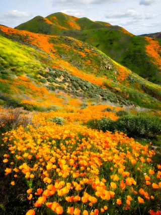 Explore the Dreamy Flower Fields of California This Spring