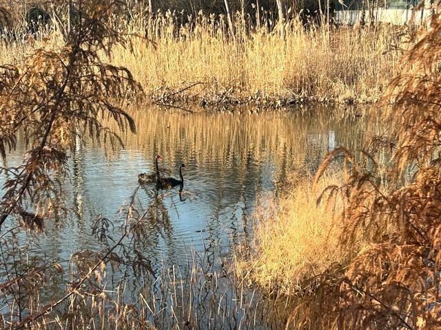 微山湖紅荷濕地公園