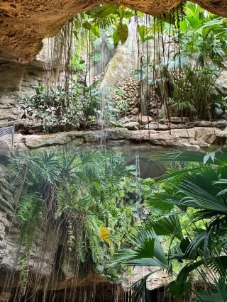 Houston Butterfly Valley | Encounter a Dreamlike Butterfly World
