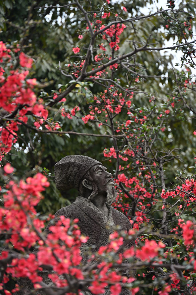 成都棠湖公園｜海棠花即將迎來最佳觀賞期！