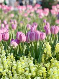 不出國，也能看到的鬱金香花海