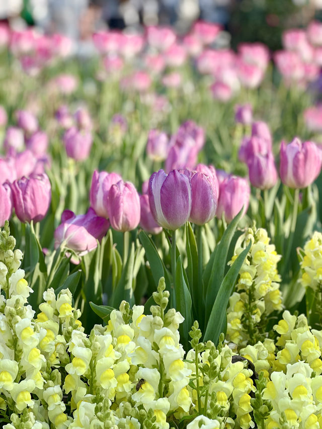 不出國，也能看到的鬱金香花海